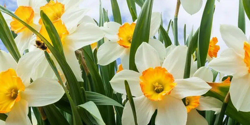 معرفی 4 عطر با بوی گل نرگس