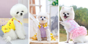 این سگ کوچولو، کنار ساحل به خوشگل‌ترین پری دریایی تبدیل شد!