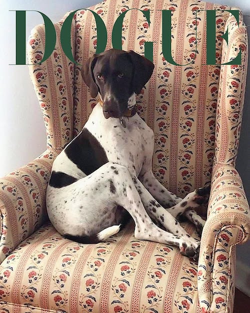 مسابقه فشن سگ‌ها