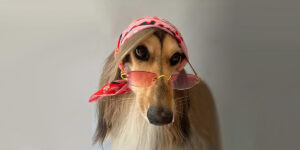 مجله مشهور خوش‌استایل‌ترین سگ‌های دنیا را معرفی کرد!