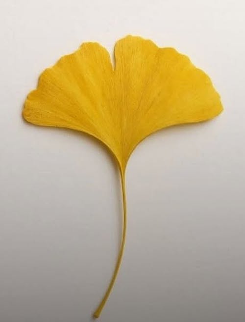 برگ زیبا روی کت ستاره پسیانی