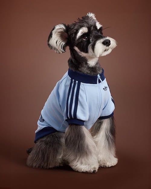 کالکشن لباس حیوانات