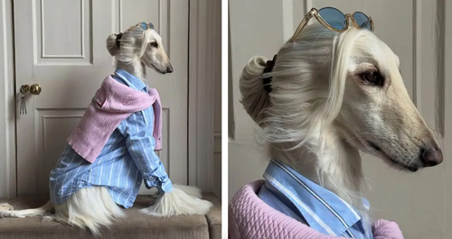 سامانتا، سگ خوش‌پوش