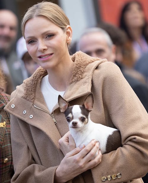 کت اورسایز پرنسس شارلین