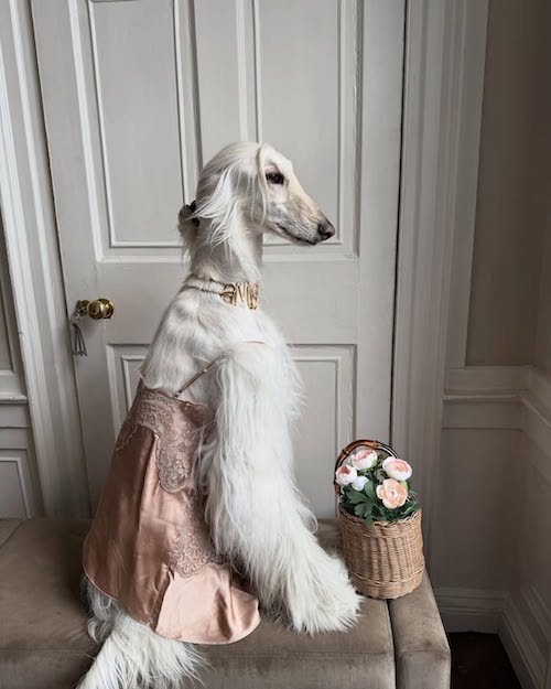 سامانتا، سگ خوش‌پوش