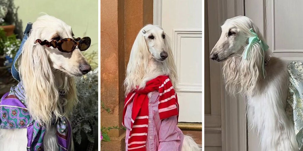 سامانتا؛ سگ خوش‌پوشی که با اعتماد به نفسش خبرساز شده است