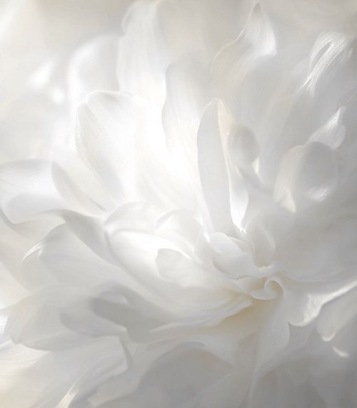 رنگ سال ۲۰۲۶